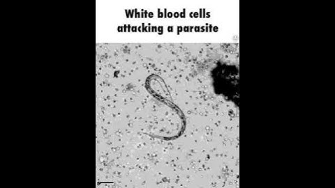 #Short Cách bạch cầu tấn công ký sinh trùng - White blood cells attacking a parasite
