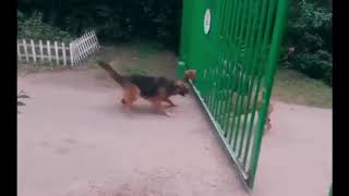 Havlayan Köpek Isirmaz Sözünün Resmi̇ Kaniti...d