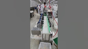 Fresh squid automatic weight sorting scale, real factory video.#weightmachine   #weighingscale
