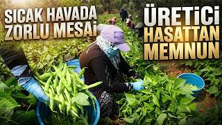 Turfanda ‘Sarıkız’ Fasulyesi Hasadı Başladı: Kilosu 100 Tl