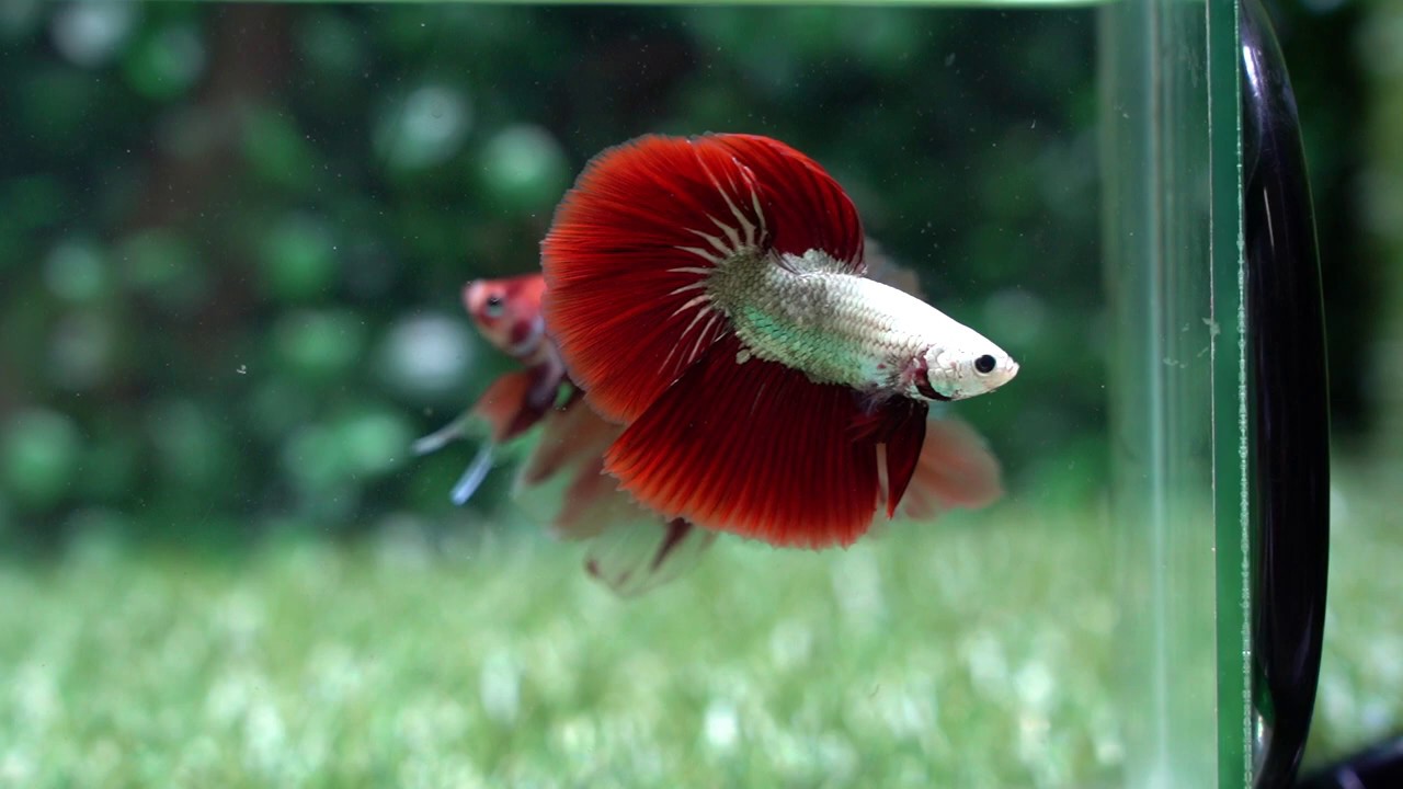 2192 - Live Betta Fish High Quality Halfmoon High Quality Super Red Chili