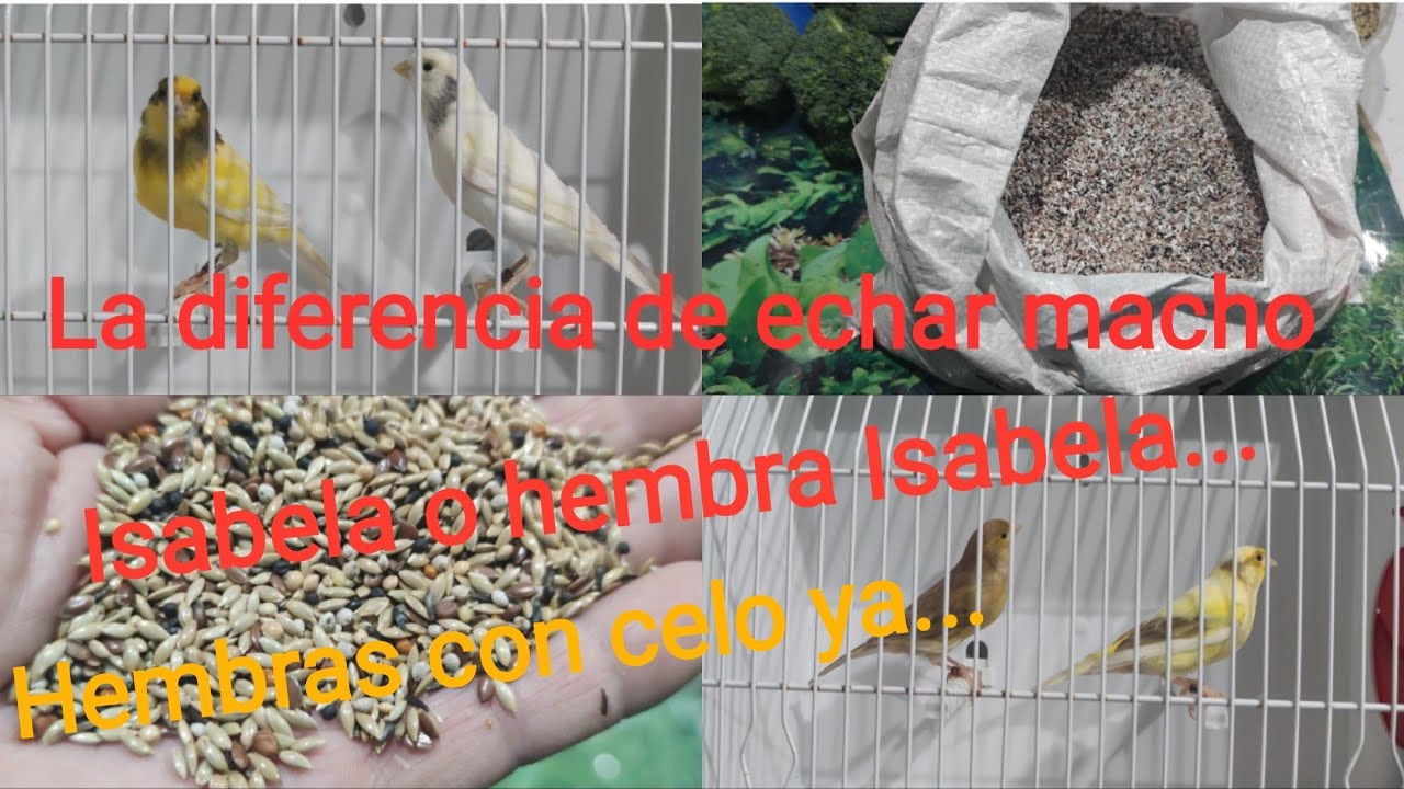 La manera correcta de hacer las parejas y mucho más.