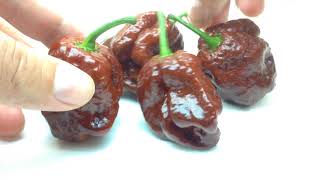 7 Pot Douglah - Chili Pepper Seeds, Pod Review, Pepper Challenge And More Coming Soon. Devilpods