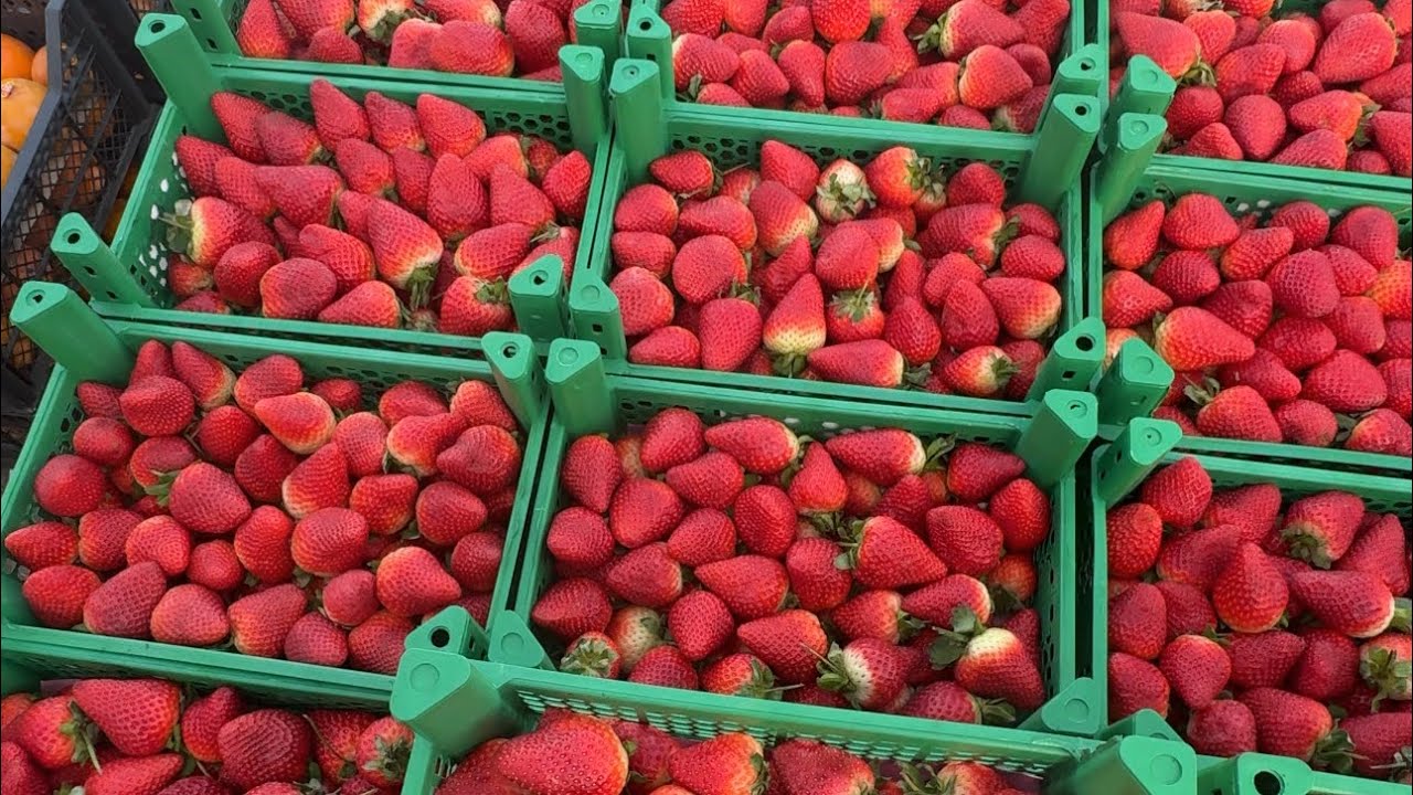 ✅👍🔥АСАЛ. ПИЁЗ.  КАРТОШКА. ПАМИДОР. БОДИРИНГ.  САБЗИ. ШАЛГОМ. ОЛМА. УЗУМ. ҚОВУН. КАРОМ. ЛИМОН. ТУРФ 