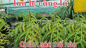 Chăm sóc lan mùa thắt ngọn và những lưu ý khi làm hoa tết