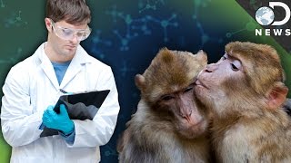Why Are Scientists Masturbating Animals? Why Are Scientists Masturbating Animals?