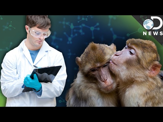 Olga Buzova haqida porno