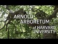 The arnold arboretum of harvard university