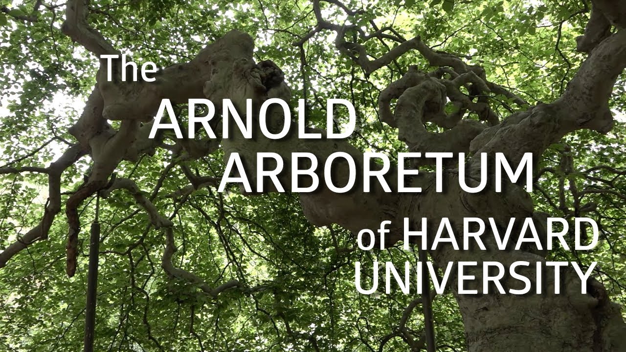 The Arnold Arboretum of Harvard University! YouTube