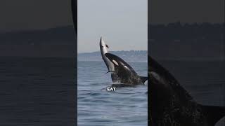 You're Basically Diet Soda To An Orca #shorts #wildlife