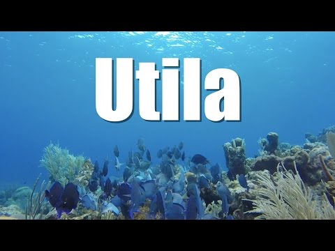 🇭🇳 UTILA, el buceo más barato del mundo en Honduras