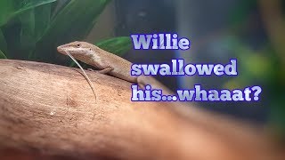 Willie Swallows His Whaaa...?