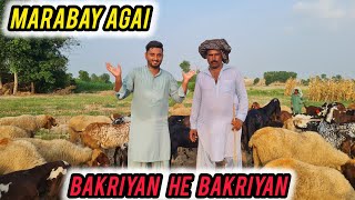 Marabay agai bakriyan he Bakriyan🤣||wohaib punjabi munda
