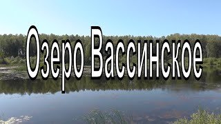 Озеро Вассинское, березовый лес на берегу озера. Природа Новосибирской области. Тогучинский район.
