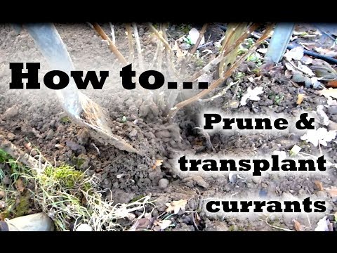 Video: When to transplant currants in the fall to a new place