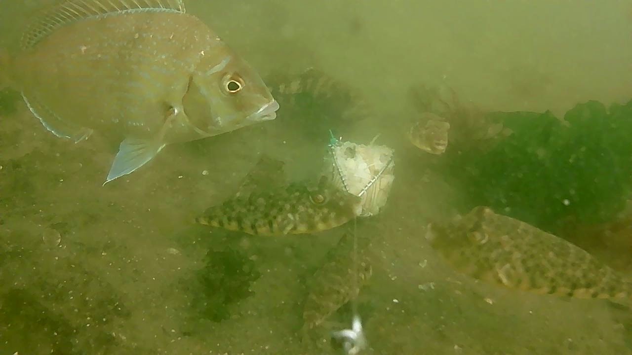 Underwater view by the Marine Parkway Bridge. NYC 8/26/2023