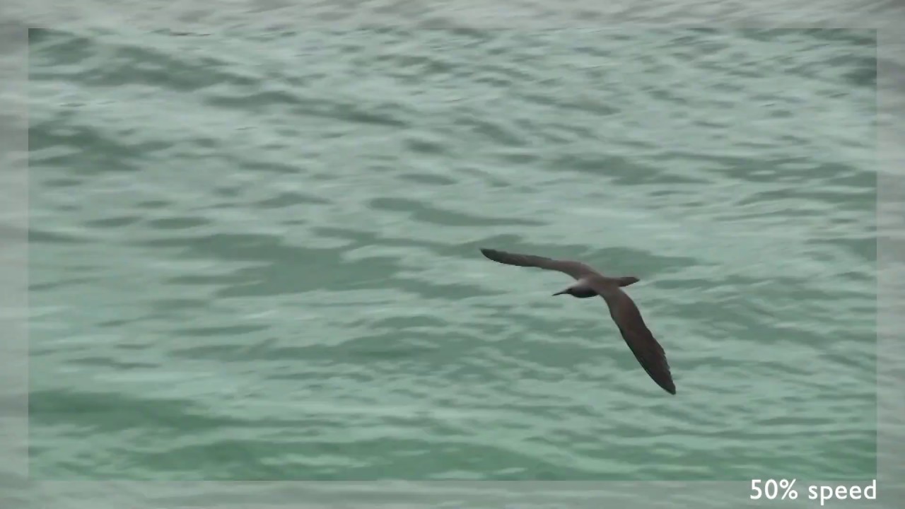 Noddi brun (Anous stolidus galapagensis) Brown Noddy