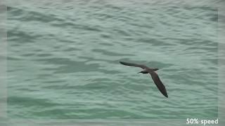 Noddi Brun Anous Stolidus Galapagensis Brown Noddy