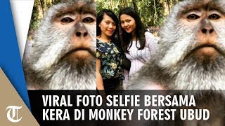 Viral Foto Selfie Bersama Kera di Monkey Forest Ubud, Begini Triknya Viral Foto Selfie Bersama Kera di Monkey Forest Ubud, Begini Triknya