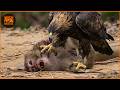 Most Terrifying Eagle Attacks Ever Recorded | No Mercy in the Wild | Wild Animals