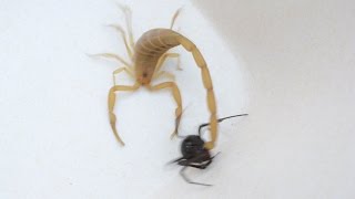 Scorpion Catches Black Widow For Its Prey (Warning: May be disturbing to some viewers)