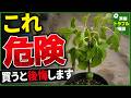 【要注意】なぜこの苗は危険なのか？フリマ購入の落とし穴【視聴者Q&A解説】