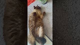 #cat #katzenvideos #cute #lifeisbutadream #katzen #cats #chat #gatos #kitten #funny #catvideos