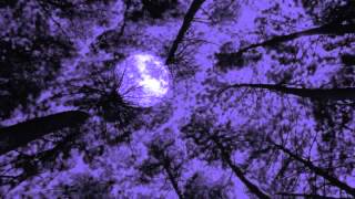 Bleeding Tears - Brother Wolf