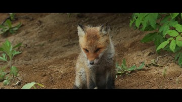 映画『生きとし生けるもの』特報