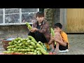 Harvest melon fruit to sell at market  cooking daily life