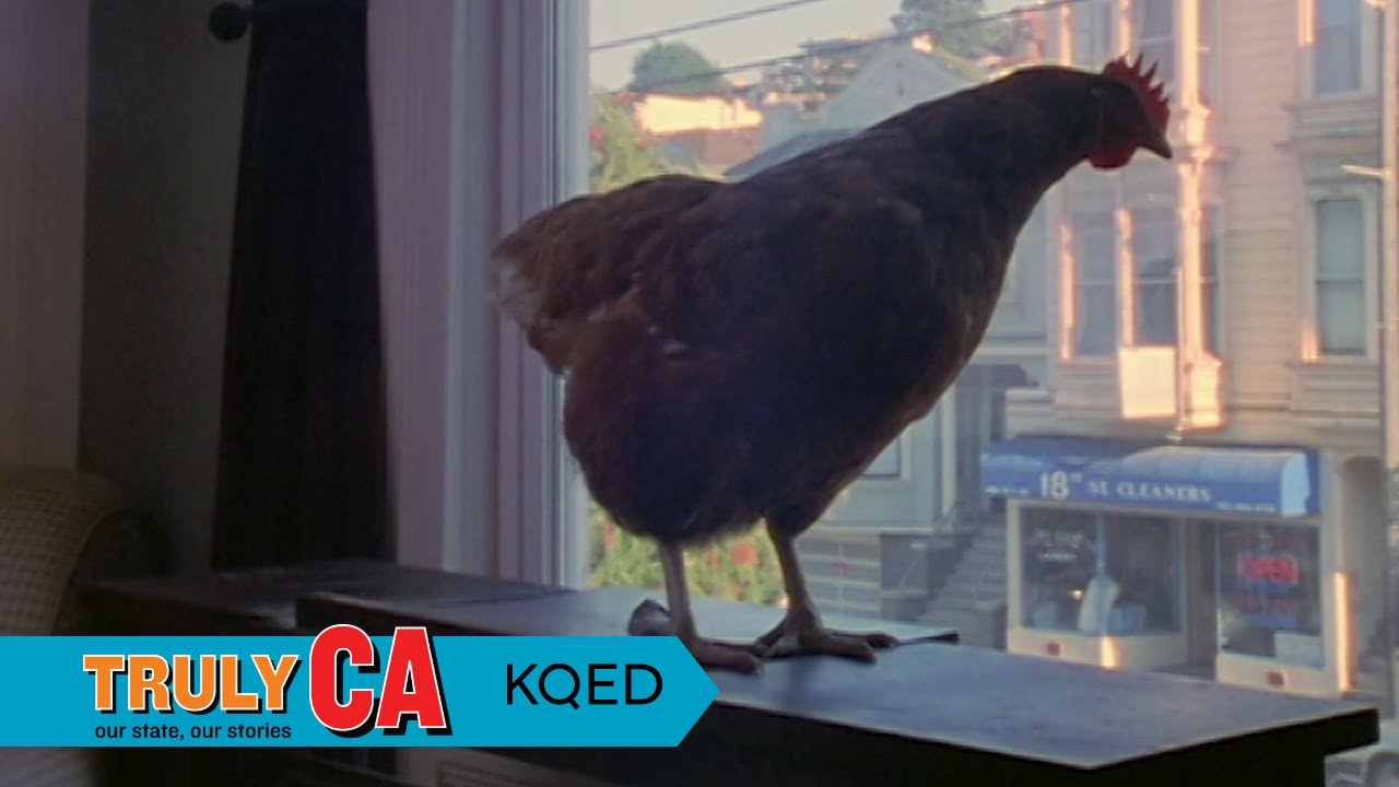 Chickens in the City KQED Truly CA YouTube
