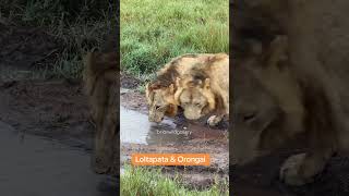 2/5 R5 boys drinking water.  Credit: Brian wild gallery  #lion #masai...