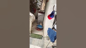 House sparrow fighting for Nest