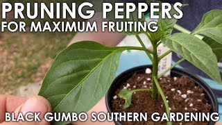 Pruning Pepper Seedlings for Maximum Production || Black Gumbo