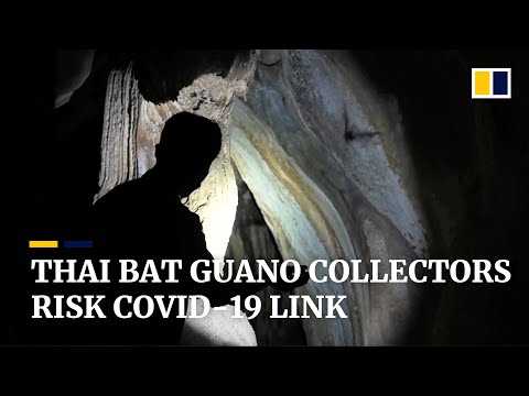 Thailand’s bat guano collectors undeterred by potential coronavirus connection