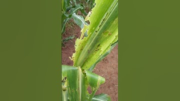 Army worm damage