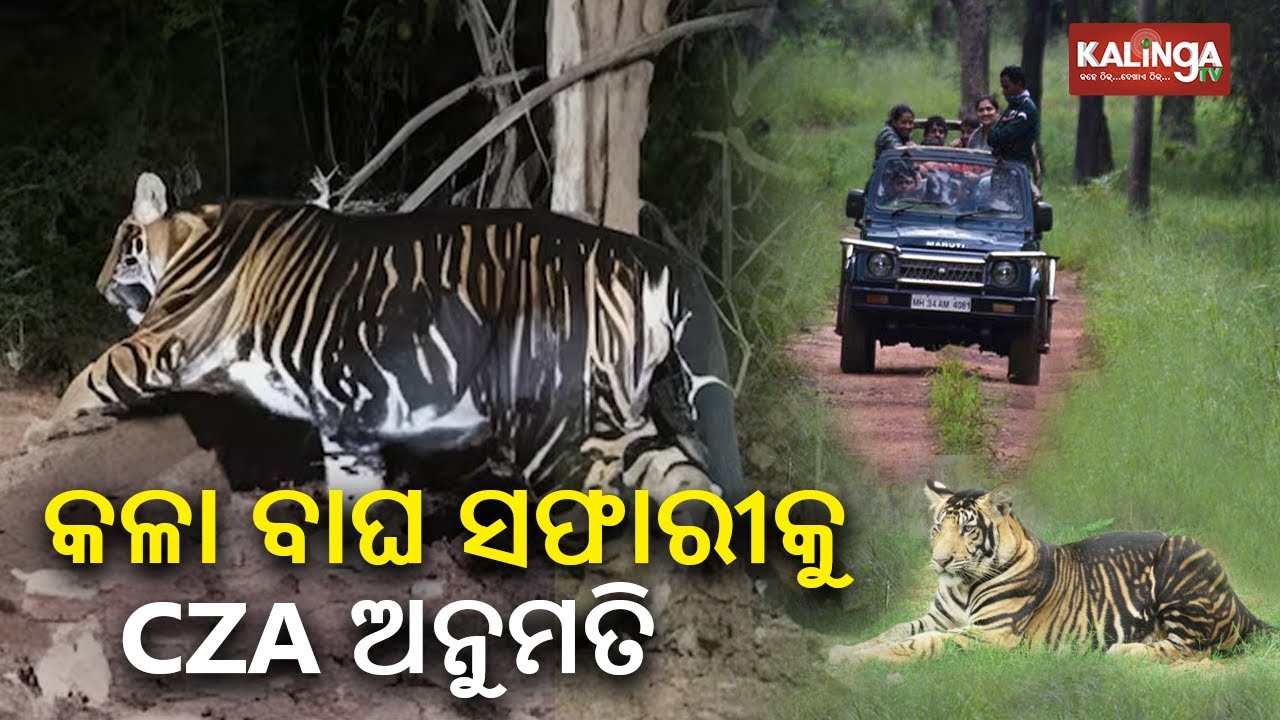 Odisha to establish a melanistic tiger safari in Similipal tiger ...