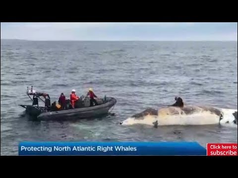 How to protect North Atlantic Right Whales