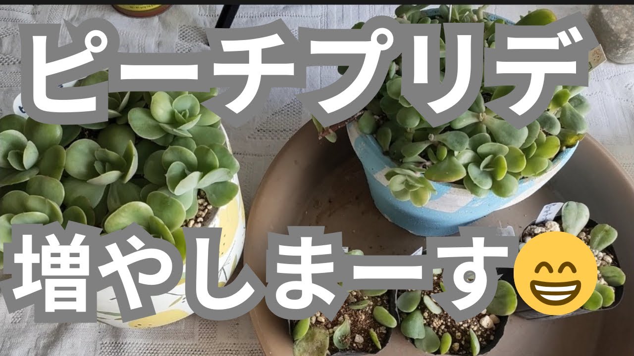 【サービス品@800〜】ピーチプリデ(4頭) vlog235多肉植物】2025、1モリモリになったピーチプリデ！増やすよ