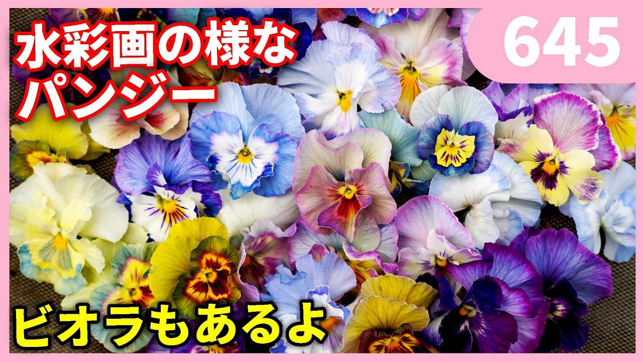 Introducing the Original Pansy Viola by Gardening Channel 645