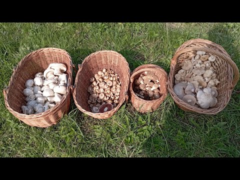 По грибы 15 апреля 2023 года. ВОСЕМЬ видов грибов. 