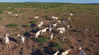 Scimitar Oryx Herd in Texas - Extinct in the wild.