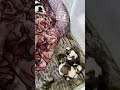 Pawparents : Story of Shihtzu family. New Beginning.