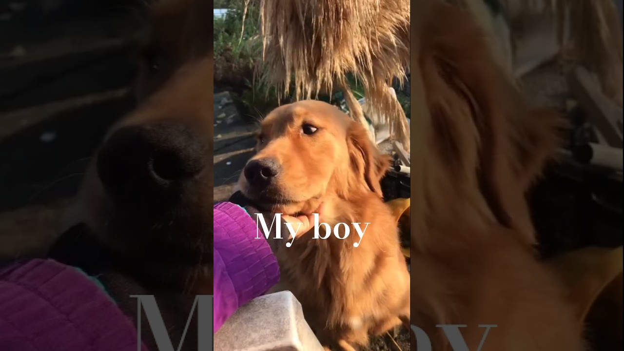 Achilles the Golden – More Than Just a Dog 🦮🐾