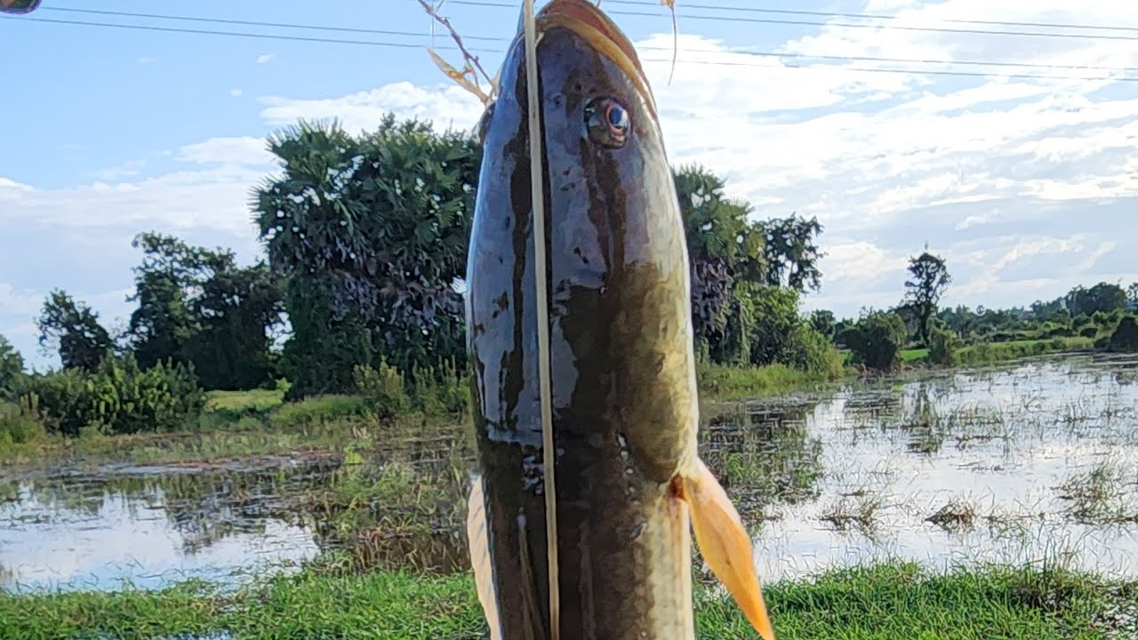 ប្រឡង់កើប #បបក់ត្រីតាមភូមិ #បបក់ត្រីធម្មជាតិ #fishing