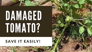 How To Save A Broken Or Damaged Tomato Plant