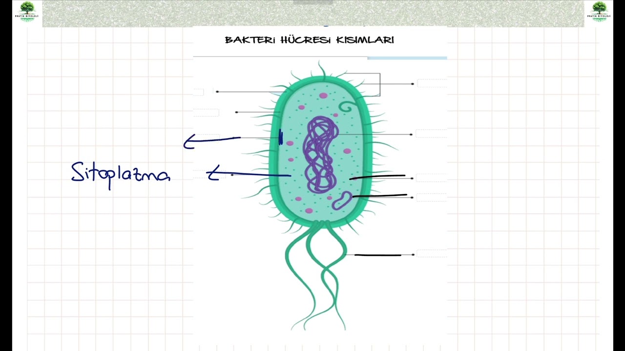 9. SINIF BİYOLOJİ ÜÇ ÜST ALEM DOMAİN SİSTEMİ ( BAKTERİLER-ARKELER ALEMİ )