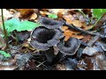 Вороночник рожковидный/Craterellus cornucopioides: как выглядит, двойники, что приготовить.