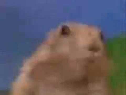 Dramatic Chipmunk Taxi Driver