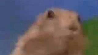 Dramatic Chipmunk Taxi Driver